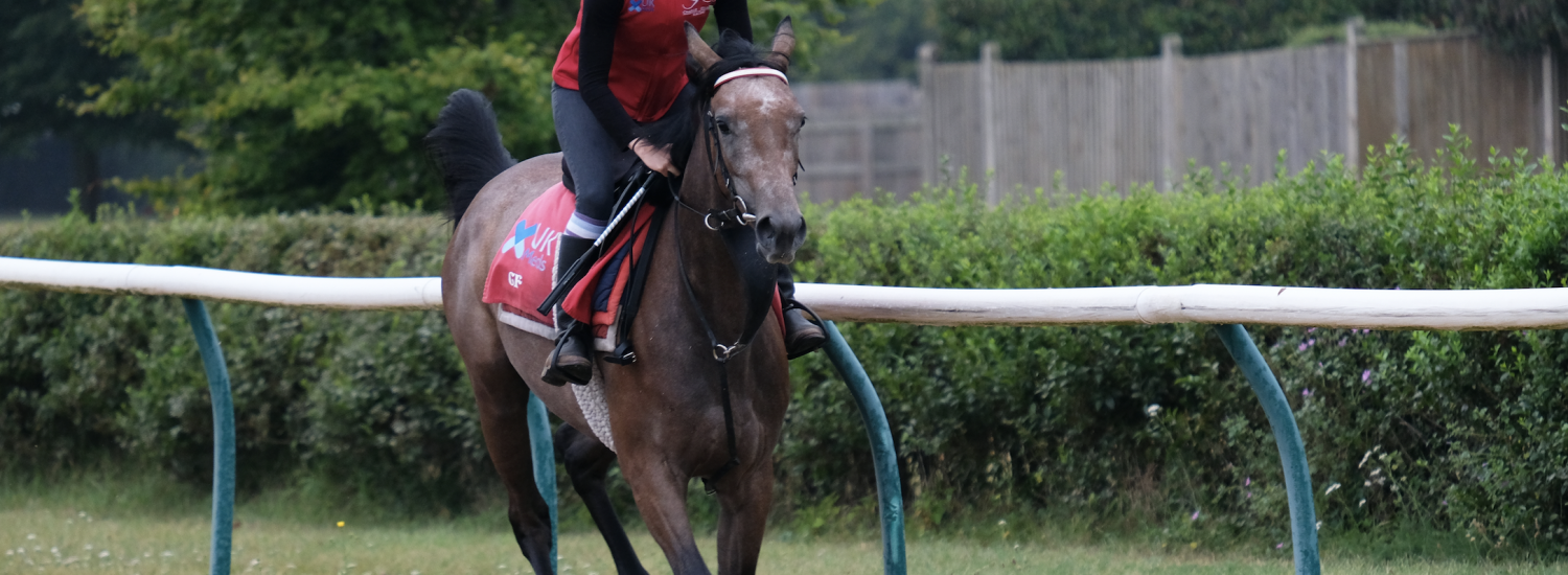 Sixties Icon Filly update